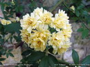 Rosa Banksiae
